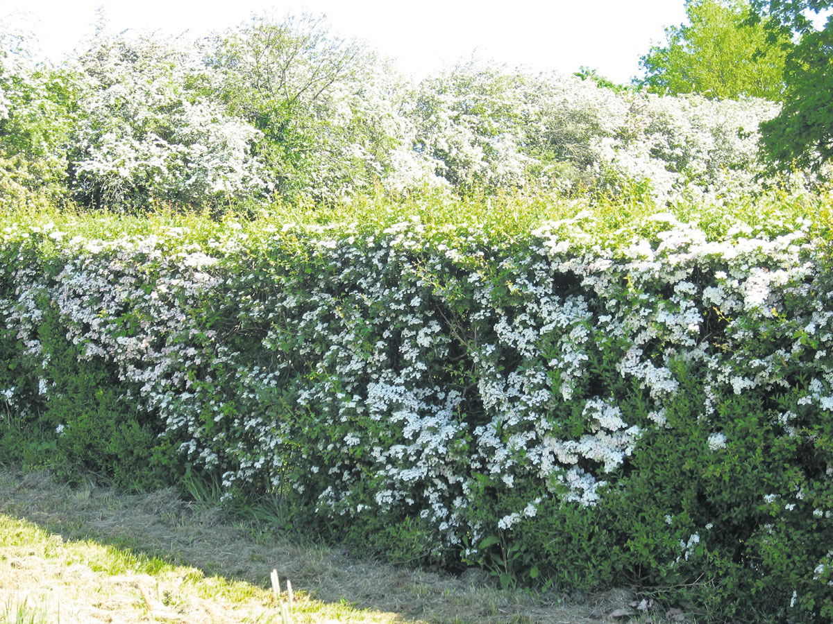 planting-hawthorn-as-a-native-british-hedge-country-gardener