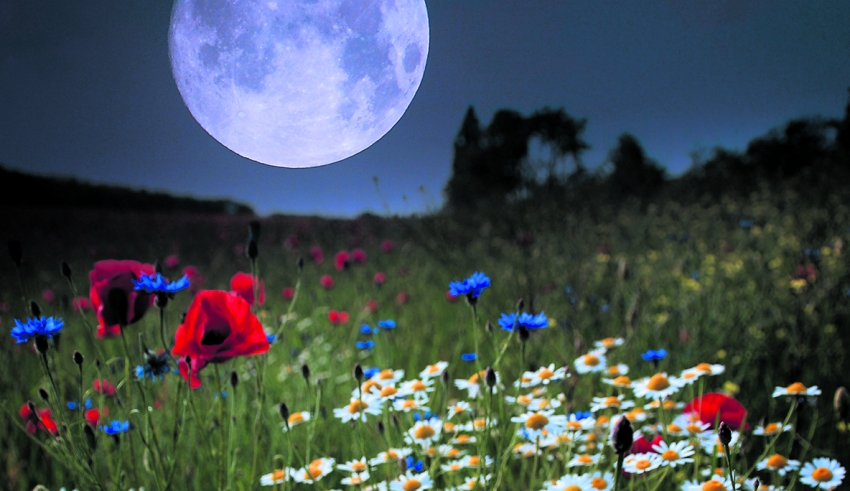 Moon planting: is it a passing phase? – Country Gardener