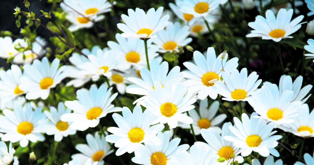 Shasta Daisy Flowers: Information On How To Grow Shasta Daisy