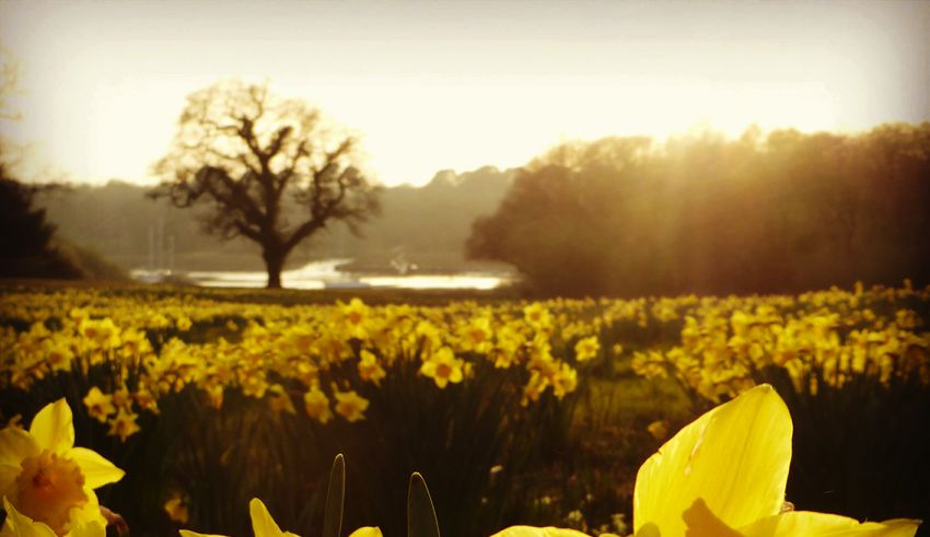 Daffodils at Exbury
