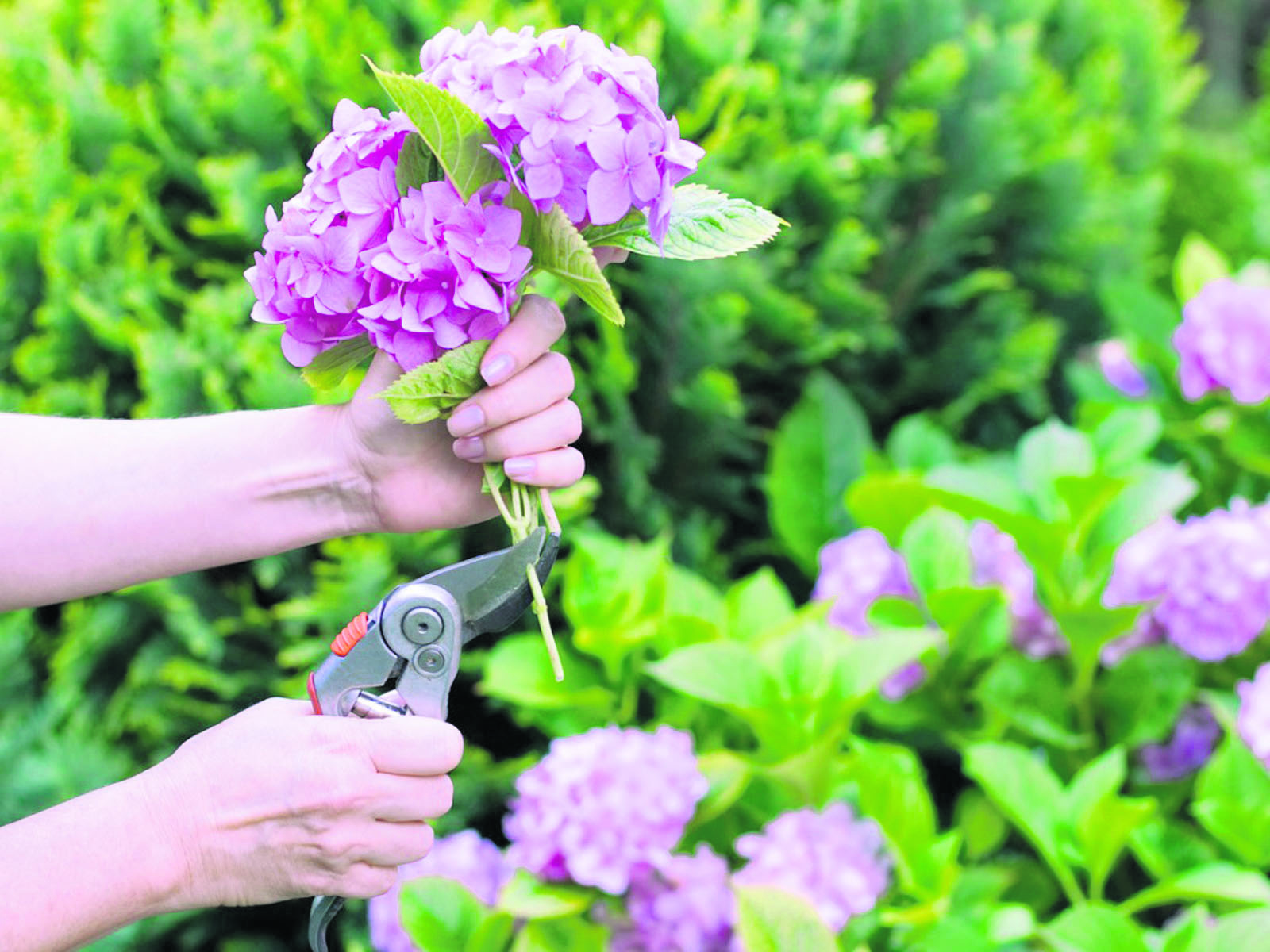 Нужно ли гортензию. Pruning Hydrangea. Обрезка гортензии осенью. Гортензия как ухаживать за срезанными. Если срезать гортензии цветы.