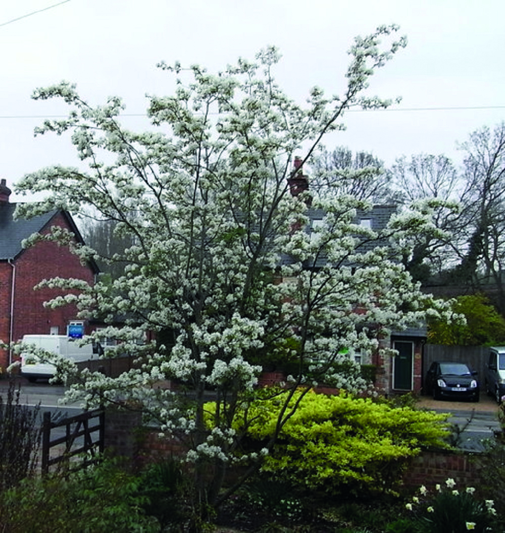 Amelanchier Prince William