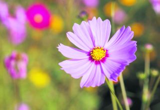 Light Purple Artificial Cosmos Flowers